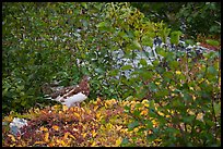 Ptarmigan among shrubs. Denali National Park ( color)