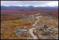 Savage Alpine Trail. Denali National Park ( color)