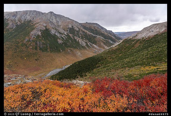 Berry plants and Savage River Valley in autumn. Denali National Park (color)