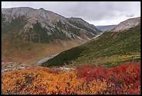 Berry plants and Savage River Valley in autumn. Denali National Park ( color)