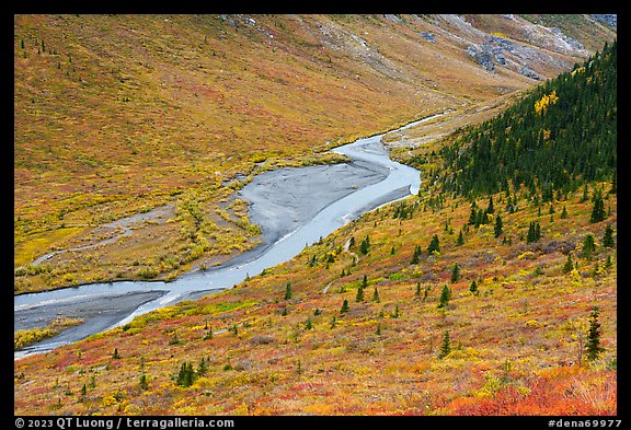 Savage River from above. Denali National Park (color)