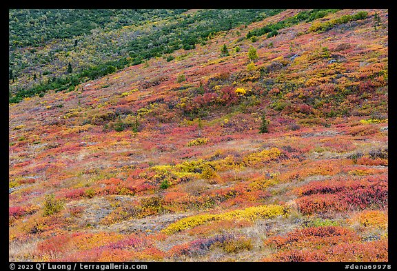 Slopes with autunm foliage. Denali National Park (color)