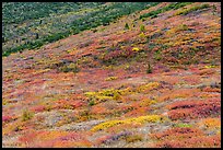Slopes with autunm foliage. Denali National Park ( color)
