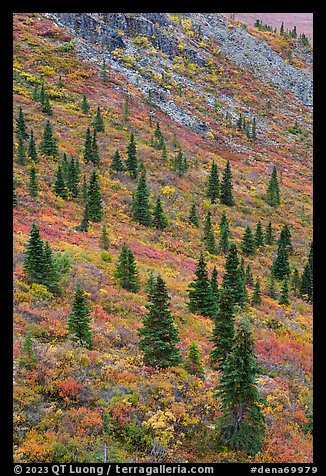 Spruce trees on slope. Denali National Park (color)