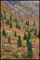 Spruce trees on slope. Denali National Park ( color)