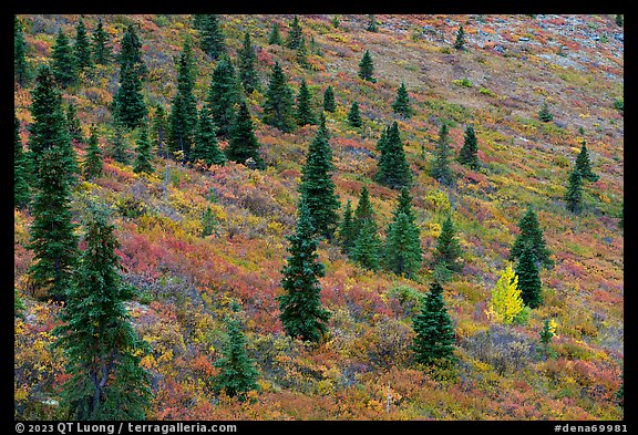 Spruce trees and aspen on slope. Denali National Park (color)