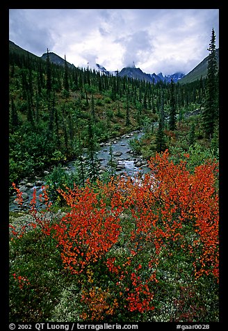 Berry plants in fall color and Arrigetch creek. Gates of the Arctic National Park (color)