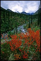 Berry plants in fall color and Arrigetch creek. Gates of the Arctic National Park, Alaska, USA.