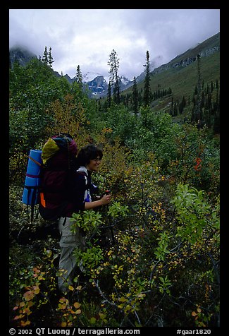 Backpacker in Arrigetch Creek. Gates of the Arctic National Park, Alaska (color)