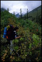 Backpacker in Arrigetch Creek. Gates of the Arctic National Park, Alaska