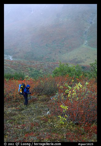 Backpacker in Arrigetch Valley. Gates of the Arctic National Park, Alaska (color)