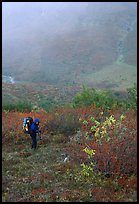 Backpacker in Arrigetch Valley. Gates of the Arctic National Park, Alaska (color)