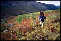 Backpacker in Arrigetch Creek. Gates of the Arctic National Park, Alaska ( color)