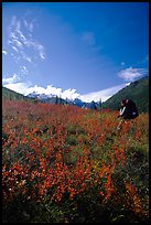 Backpacker in the tundra at the entrance of Arrigetch Creek. Gates of the Arctic National Park, Alaska