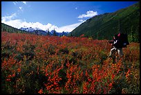 Backpacker in the tundra at the entrance of Arrigetch Creek. Gates of the Arctic National Park, Alaska (color)