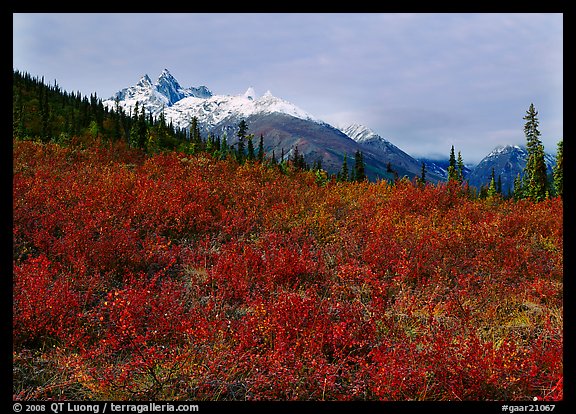 arctic tundra shrubs