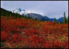 Red tundra shrubs and Arrigetch Peaks in the distance. Gates of the Arctic National Park, Alaska, USA. (color)