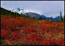 Red tundra shrubs and Arrigetch Peaks in the distance. Gates of the Arctic National Park, Alaska, USA.