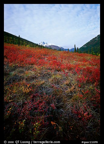 Tundra tussocks and Arrigetch Peaks in the distance. Gates of the Arctic National Park, Alaska, USA.