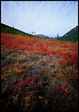 Tundra tussocks and Arrigetch Peaks in the distance. Gates of the Arctic National Park, Alaska, USA. (color)