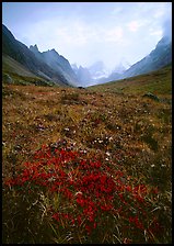 Low tundra in autum color and Arrigetch Peaks. Gates of the Arctic National Park, Alaska, USA. (color)