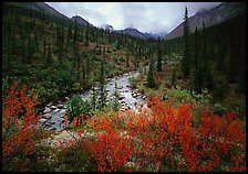 Bright berry leaves, boreal forest, Arrigetch Creek. Gates of the Arctic National Park, Alaska, USA.