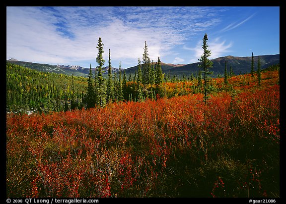 Black Spruce and Tundra, Alatna Valley. Gates of the Arctic National Park (color)