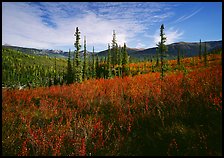 Black Spruce and berry plants in autumn foliage, Alatna Valley. Gates of the Arctic National Park, Alaska, USA.