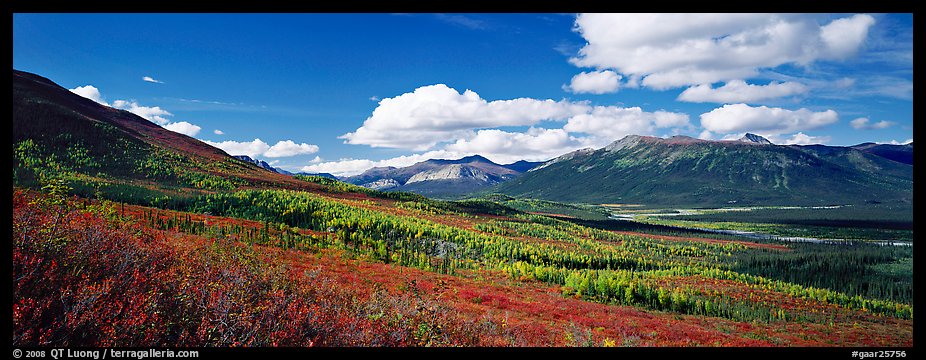 Boreal forest in autumn. Gates of the Arctic National Park, Alaska, USA.