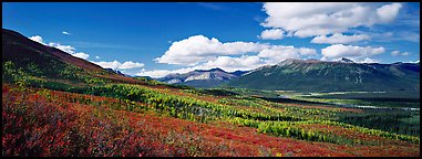 Boreal forest in autumn. Gates of the Arctic National Park (Panoramic color)