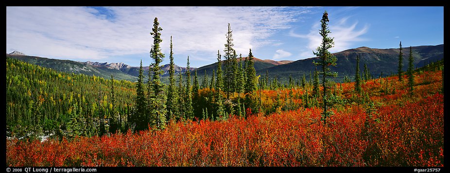 Mountain landscape with berry plants in fall colors, forest, and snow-dusted peaks. Gates of the Arctic National Park, Alaska, USA.