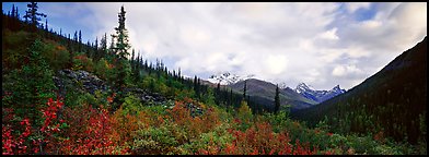 Boreal forest landscape. Gates of the Arctic National Park (Panoramic color)