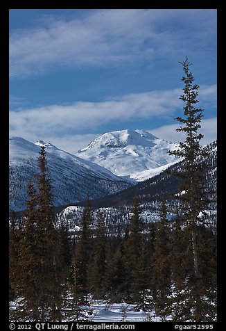 Forest and snowy Brooks Range mountains. Gates of the Arctic National Park (color)