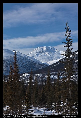 Forest and snowy Brooks Range mountains. Gates of the Arctic National Park, Alaska, USA.