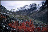 Aquarius Valley near Arrigetch Peaks. Gates of the Arctic National Park, Alaska, USA.