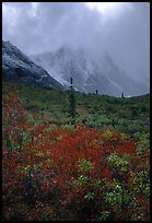 Tundra and Arrigetch Peaks in fog. Gates of the Arctic National Park, Alaska, USA. (color)