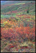 Tundra on mountain side in autumn. Gates of the Arctic National Park ( color)