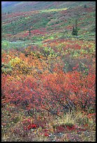 Tundra on mountain side in autumn. Gates of the Arctic National Park, Alaska, USA. (color)