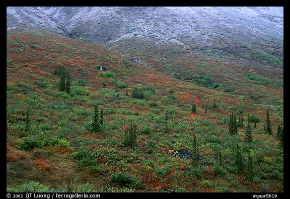 Tundra and spruce trees on mountain side below snow line. Gates of the Arctic National Park, Alaska, USA.