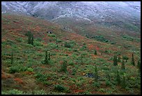 Tundra and spruce trees on mountain side below snow line. Gates of the Arctic National Park, Alaska, USA.