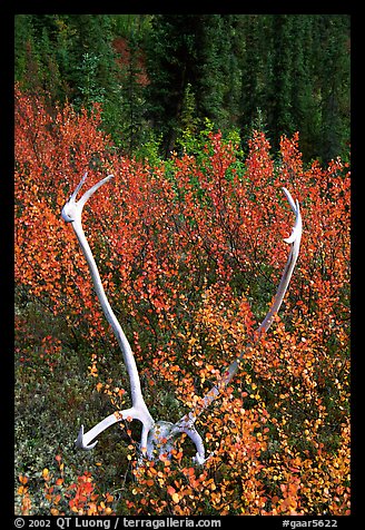 Caribou antlers. Gates of the Arctic National Park, Alaska, USA.