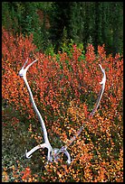Caribou antlers. Gates of the Arctic National Park, Alaska, USA. (color)