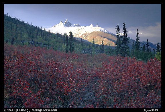 Arrigetch Peaks and tundra from Arrigetch Creek entrance, early morning. Gates of the Arctic National Park (color)