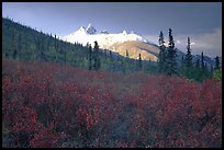 Arrigetch Peaks and tundra from Arrigetch Creek entrance, early morning. Gates of the Arctic National Park ( color)