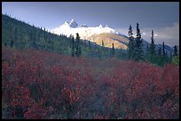 Arrigetch Peaks and tundra from Arrigetch Creek entrance, early morning. Gates of the Arctic National Park, Alaska, USA. (color)