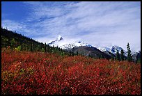 Arrigetch Peaks and tundra from Arrigetch Creek entrance, morning. Gates of the Arctic National Park, Alaska, USA.