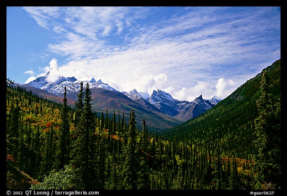 Arrigetch Peaks and spruce forest from Arrigetch Creek entrance, morning. Gates of the Arctic National Park, Alaska, USA.