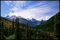 Arrigetch Peaks and spruce forest from Arrigetch Creek entrance, morning. Gates of the Arctic National Park, Alaska, USA.