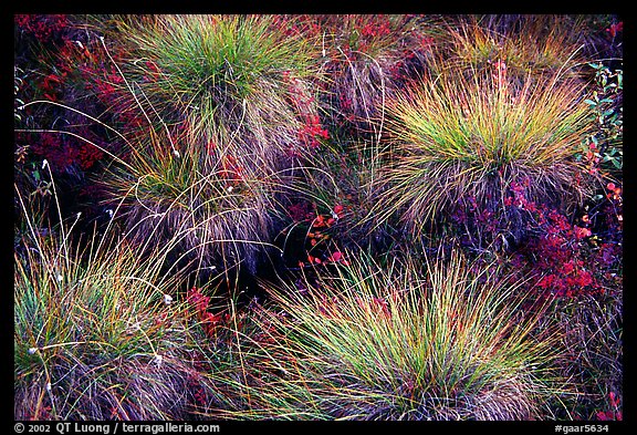 Tussocks. Gates of the Arctic National Park, Alaska, USA.