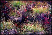 Tussocks. Gates of the Arctic National Park, Alaska, USA. (color)